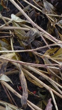 Kolēģes pavasarī iedotās anemoņu sēkliņas savus ziedus gatavināja visu vasaru, un rudenī kā pārsteigums tie ir klāt!