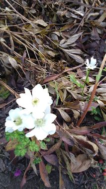 Kolēģes pavasarī iedotās anemoņu sēkliņas savus ziedus gatavināja visu vasaru, un rudenī kā pārsteigums tie ir klāt!