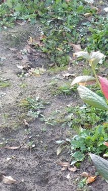 Krūmmellenes vasarā spilgti zaļas, tagad - spilgti sarkanas
